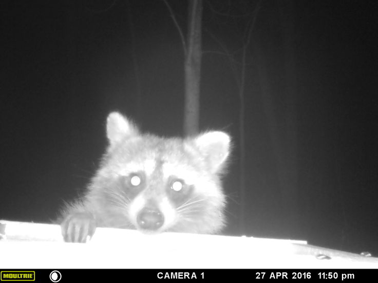 Raccoon