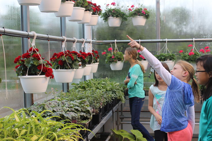 greenhouse hanging baskets