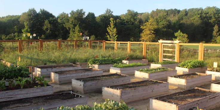 Morning Raised Garden Beds