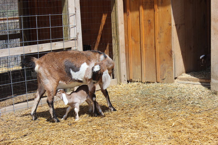 Baby Goats and Mom