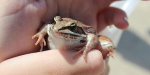 frog