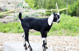 Goats for Sale 1