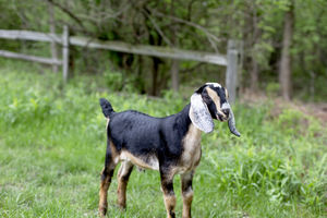 Goats for Sale 2