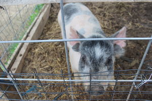 Pig Closeup